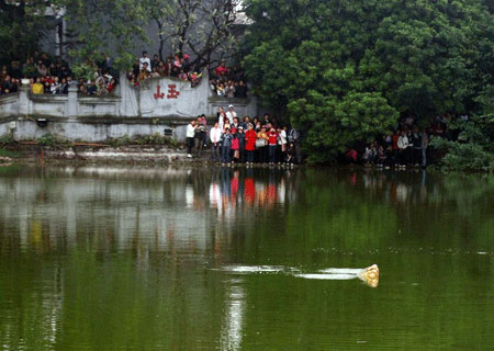 Căn cứ chứng minh Rùa Hồ Gươm là 