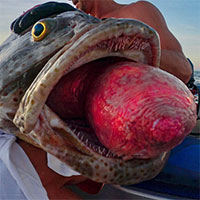 Cần thủ kéo lên con cá kỳ lạ với mắt lồi, dạ dày lòi ra khỏi miệng: Đây là hiện tượng gì?