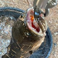 Cần thủ Mỹ bối rối khi câu được con cá có răng nanh lởm chởm