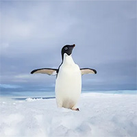 Cảnh chú chim cánh cụt hớt hải chạy khỏi tảng băng tan khiến người xem 