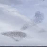 Cảnh đẹp mê hồn của hàng nghìn con chim bay rợp trời xứ sở sương mù