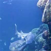 Cảnh quay hiếm về khoảnh khắc cá mập hổ cát ghép đôi