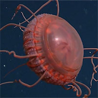 Cảnh quay hiếm về loài sứa biển sâu mới được xác định