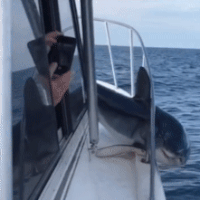 Cảnh tượng ngỡ như chỉ có trong phim kinh dị, cá mập nhảy lên thuyền rồi mắc kẹt ở lan can