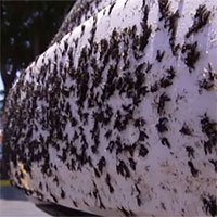 Cảnh tượng như tận thế ở Mỹ khi hàng triệu con bọ “xâm chiếm” thành phố!