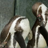 Cặp chim cánh cụt đồng tính kỷ niệm 10 năm chung sống