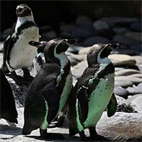 Cặp chim cánh cụt trống lần đầu ấp trứng thành công