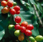 Cây cà phê sắp tuyệt chủng do biến đổi khí hậu