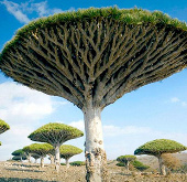 Cây máu rồng - loài cây kỳ bí nhất hành tinh