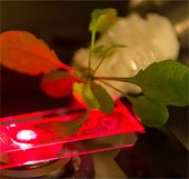 Cấy ống nano carbon vào tế bào thực vật để tăng hiệu suất quang hợp