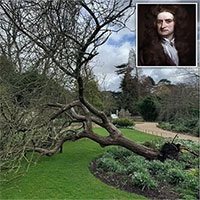 Cây táo của Newton trong khu vườn Đại học Cambridge bị bão đánh đổ