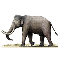 Châu Âu từng là nhà của loài voi ma mút nhỏ bé nhất thế giới