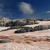 Chiêm ngưỡng hiện tượng tảo đỏ khiến băng Bắc Cực tan nhanh