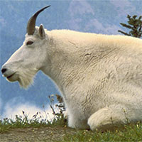 Chiến dịch tiêu diệt 58 con dê núi để cứu cừu sừng lớn của Mỹ