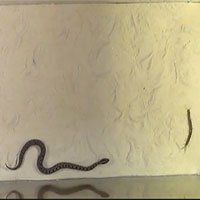 Chiến thuật săn rết khổng lồ của rắn lục độc
