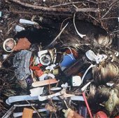 Chim biển sẽ chết dần vì nuốt rác nhựa