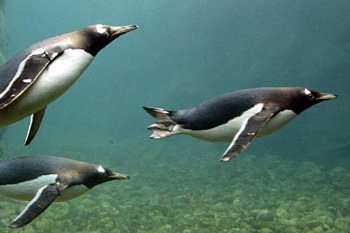 Chim cánh cụt 'đầu độc' Nam cực bằng phân