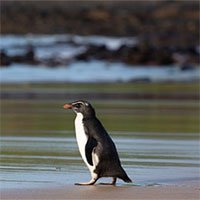Chim cánh cụt bơi 2.500km đến Australia được thả về tự nhiên
