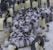 Chim cánh cụt chụm lại ủ ấm đàn con