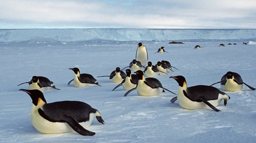 Chim cánh cụt đảo Hoàng Đế biến mất