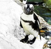 Chim cánh cụt đầu tiên mang 