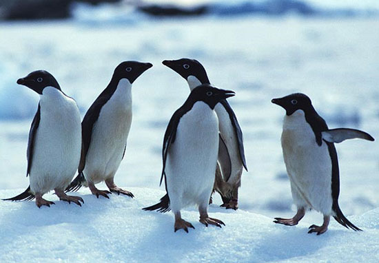 Chim cánh cụt dùng mùi hương để nhận biết bạn tình