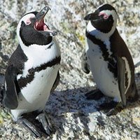 Chim cánh cụt jackass có “quy tắc ngôn ngữ” giống… loài người
