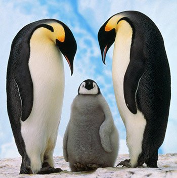 Chim cánh cụt lần đầu đẻ trứng tại Trung Quốc