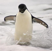 Chim cánh cụt ngày càng đông đúc nhờ trái đất ấm lên