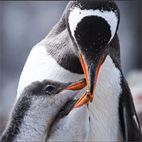 Chim cánh cụt trống nhịn ăn trong 65 ngày đứng yên ấp trứng