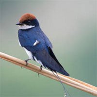 Chim én và các thông tin cơ bản về loài chim én