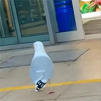 Chim mòng biển thản nhiên vào siêu thị lấy trộm đồ như chốn không người