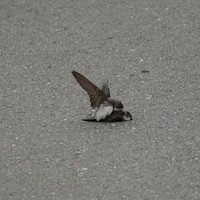 Chim nhạn cát cố gắng giao phối đồng tính với con trống đã chết