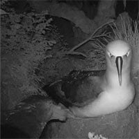 Chim petrel khổng lồ tàn sát hải âu trên đảo Gough