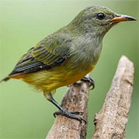 Chim sâu và những thông tin cơ bản về loài chim này