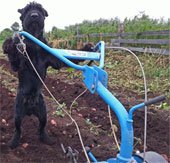 Chó biết xới đất, làm vườn như người