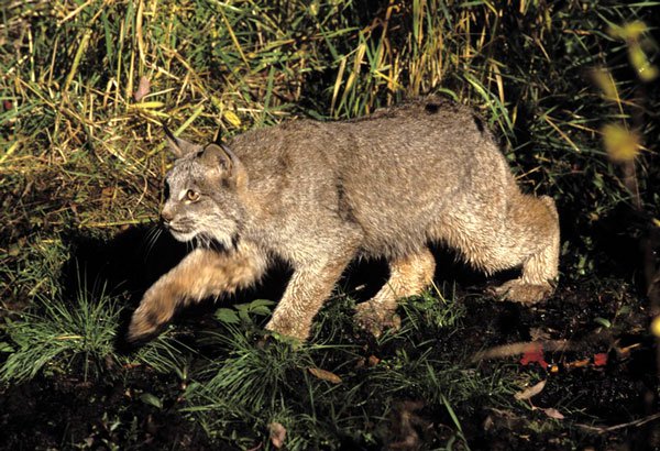 Chó sói giúp bảo vệ loài mèo rừng bị đe dọa