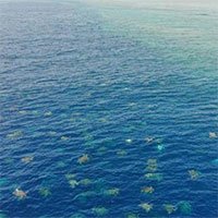 Choáng ngợp cảnh hàng nghìn con rùa bơi vào bờ làm tổ đẻ trứng