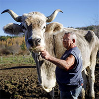 Chú bò đực khổng lồ lập kỷ lục Guinness thế giới về chiều cao