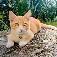Chú mèo “mắt kim cương” xuất hiện khiến nhiều người Thái Lan đi mua xổ số, sự thật thì sao?