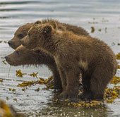 Chùm ảnh: Gấu mẹ cõng gấu con băng qua suối