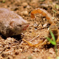 Chuột chù đối đầu bọ cạp 