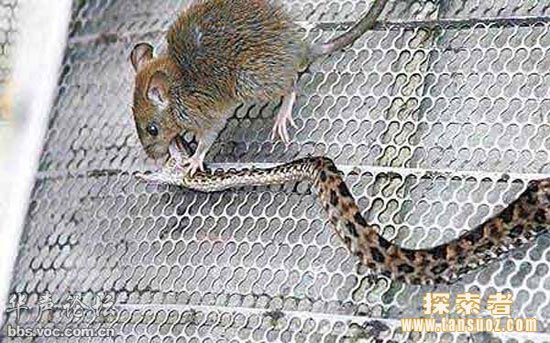 Chuột đánh rắn tới chết trong nửa giờ