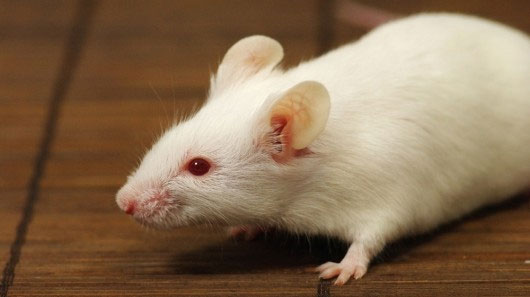 Chuột thế thân mang hệ miễn dịch người