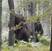 Chụp được ảnh hai quái thú Bigfoot trong rừng