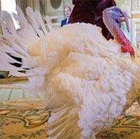 Chuyện gì sẽ xảy ra với những con gà tây sau khi được tổng thống Mỹ ân xá dịp lễ Tạ ơn?