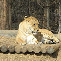 Chuyện gì xảy ra khi hổ và sư tử giao phối với nhau?