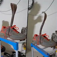 Chuyên gia bắn rắn hổ mang lẩn trốn bên trong chiếc giày thể thao