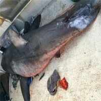 Chuyên gia suy đoán nguyên nhân cá mập bay lên thuyền ngư dân Australia