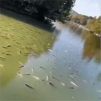Chuyện hi hữu: Hàng nghìn con cá say rượu nổi lờ đờ kín mặt hồ